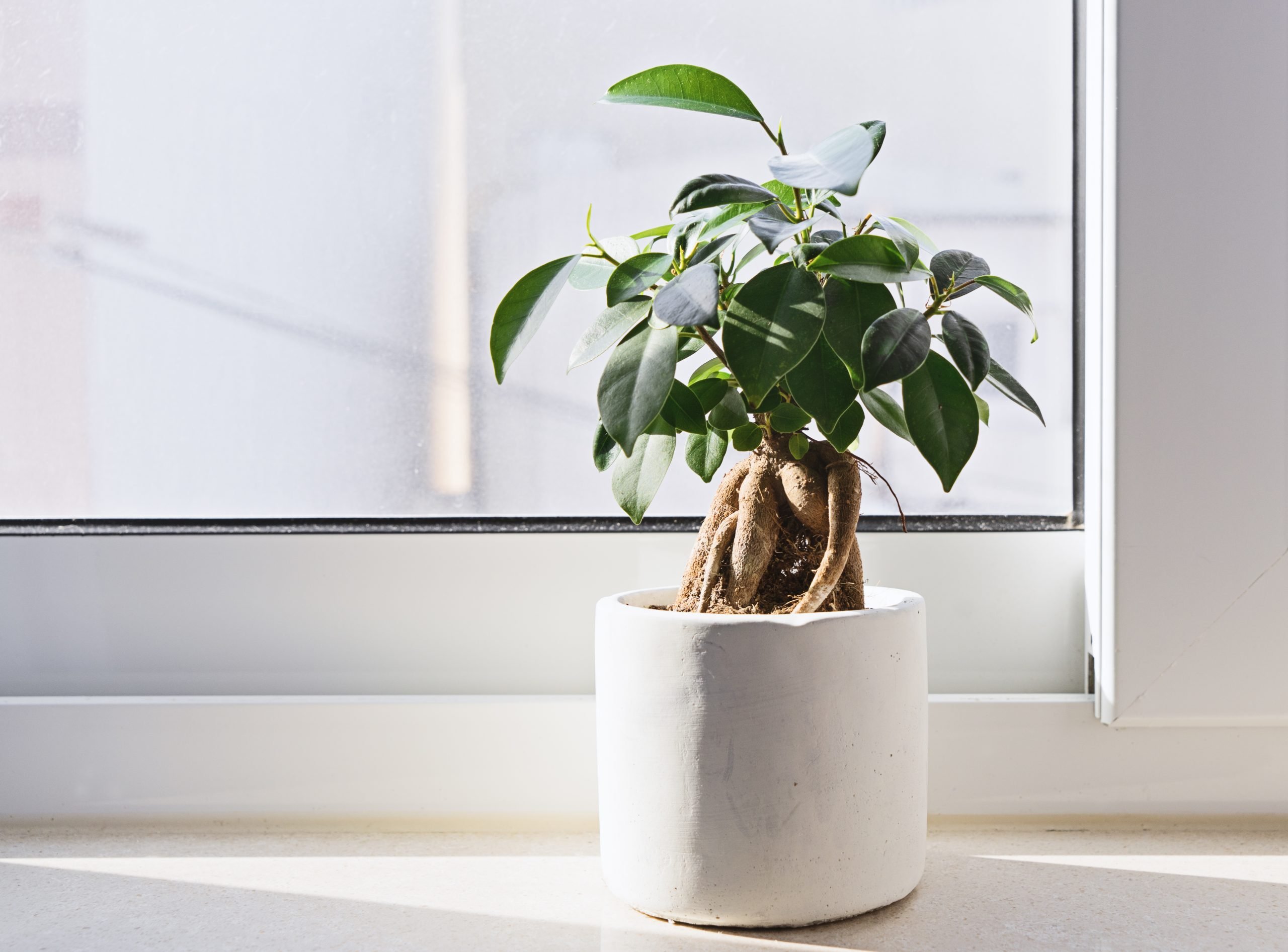 A small potted plant with thick roots and broad green leaves sits on a windowsill in natural light, enhancing indoor air quality as warm weather pours through the glass.