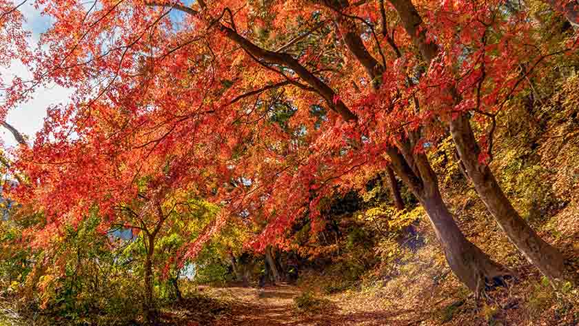 A dirt path winds through trees with vibrant red and orange autumn leaves, sunlight filtering through the foliage—a perfect reminder to consider seasonal HVAC care as temperatures begin to change.